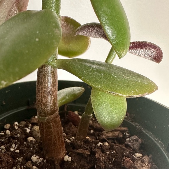 CRASSULA MONEY TREE SUCCULENT PLANT - Picture 3 of 3